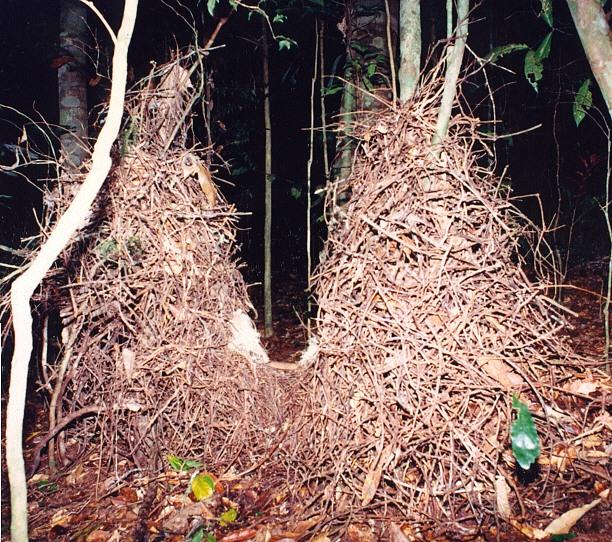 Intersexual selection can lead to elaborate behaviorproduced static displays: Bowerbirds The