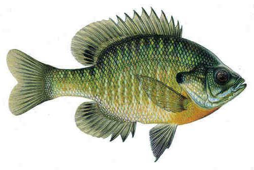Bluegill Sunfish (Discussed here relative to sperm