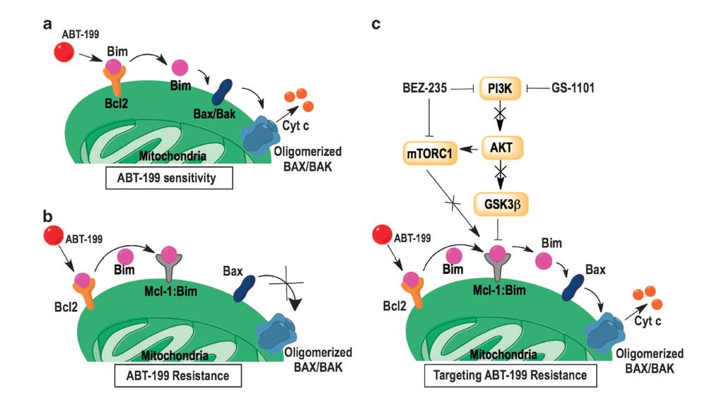 ABT-199 Mechanisms of resistance in vitro model MCL-1 and BCL-XL-dependent resistance to the BCL-2 inhibitor ABT-199 can be overcome by