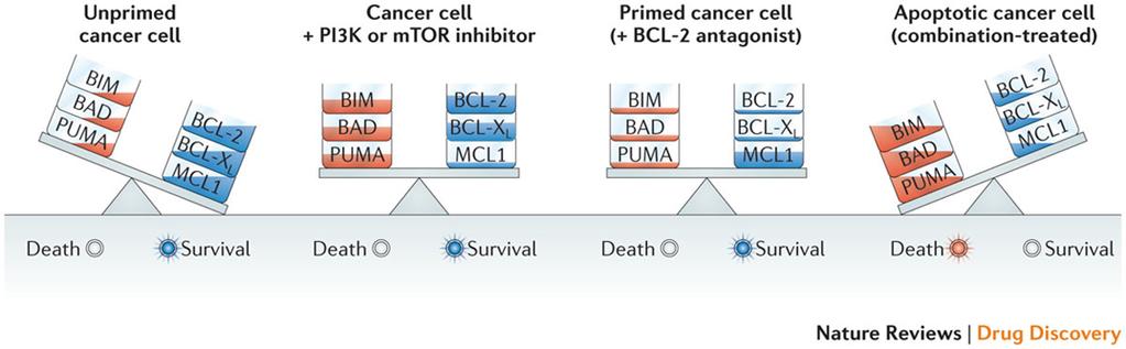Rationale for BCL-2 antagonist combinations Tipping the balance of pro-survival and pro-apoptotic BCL-2 family members Trials: Venetoclax + PI3K