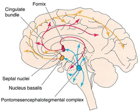 Cholinergic system Acetylcholine is the major neurotransmitter in the peripheral nervous system In the brain, cholinergic ( ACh producing ) neurons are present mainly in 2 areas : 1) Basal