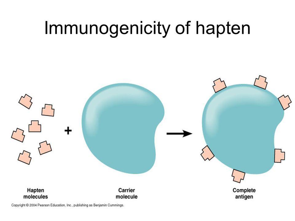Haptens Are low molecular weight compounds Can`t induce immune response But when