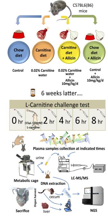 Dietary Allicin Reduces Metabolism of L- Carnitine