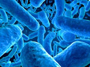 more microbial cells than human Gut