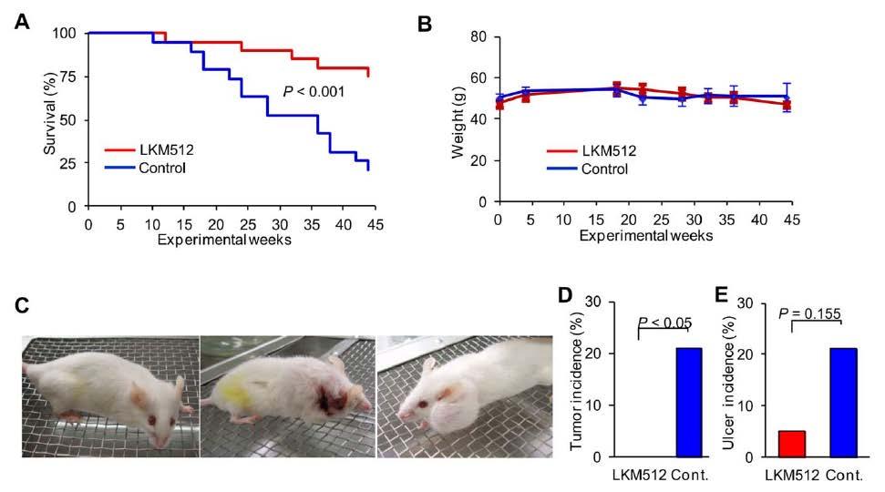 Continuous Probiotic Exposure Increases Longevity in Mice 10 month female ICR mice fed a chow diet and gavaged with