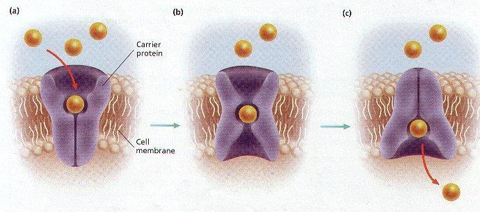 Homeostasis in a Cell Facilitated Diffusion: molecules pass through a carrier protein embedded in the phospholipid bilayer Carrier molecules change shape when a solute (glucose) attaches to