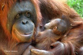 A female orangutan might have babies in her lifetime. Close - but not quite. Guess again! Correct.