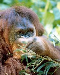 When fruit is hard to find, orangutans eat... Yuck! Don t think so. Try again. Nope - try again. Very good!
