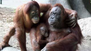 In the wild, an orangutan family unit is made up of... Incorrect. Not quite. Orangutans are more solitary than other apes.