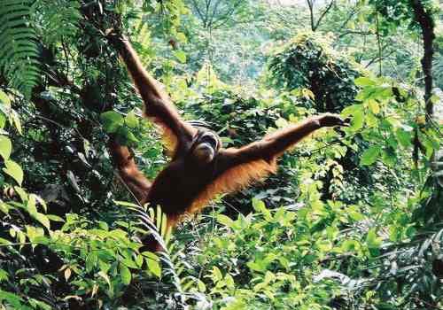 BRACHIATION describes the way orangutans... Nope. Yes!