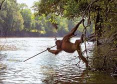 Which of the following is NOT true? No - Orangutans have developed an amazing ability to use tools.