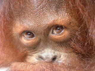 Are orangutans endangered?