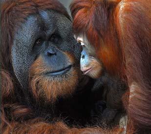 An Orangutan is... Nope. Monkeys have tails. Orangutans do not. Correct!