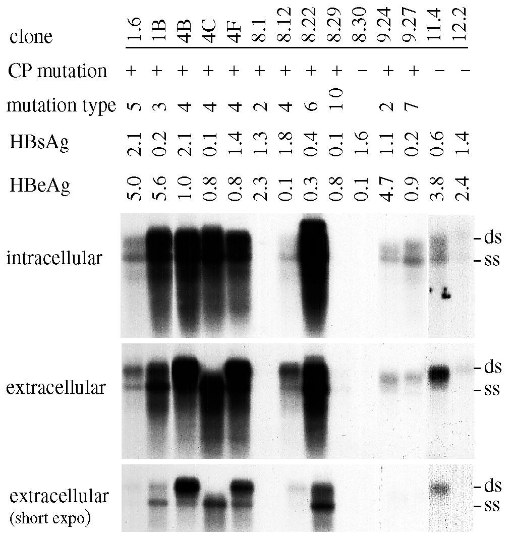 VOL. 77, 2003 UNUSUAL PHENOTYPES OF HBV CORE PROMOTER MUTANTS 6605 ysis in Huh7 cells revealed that 4B replicated 8-fold higher than 2A, a genome with wild-type core promoter sequence, whereas 3.