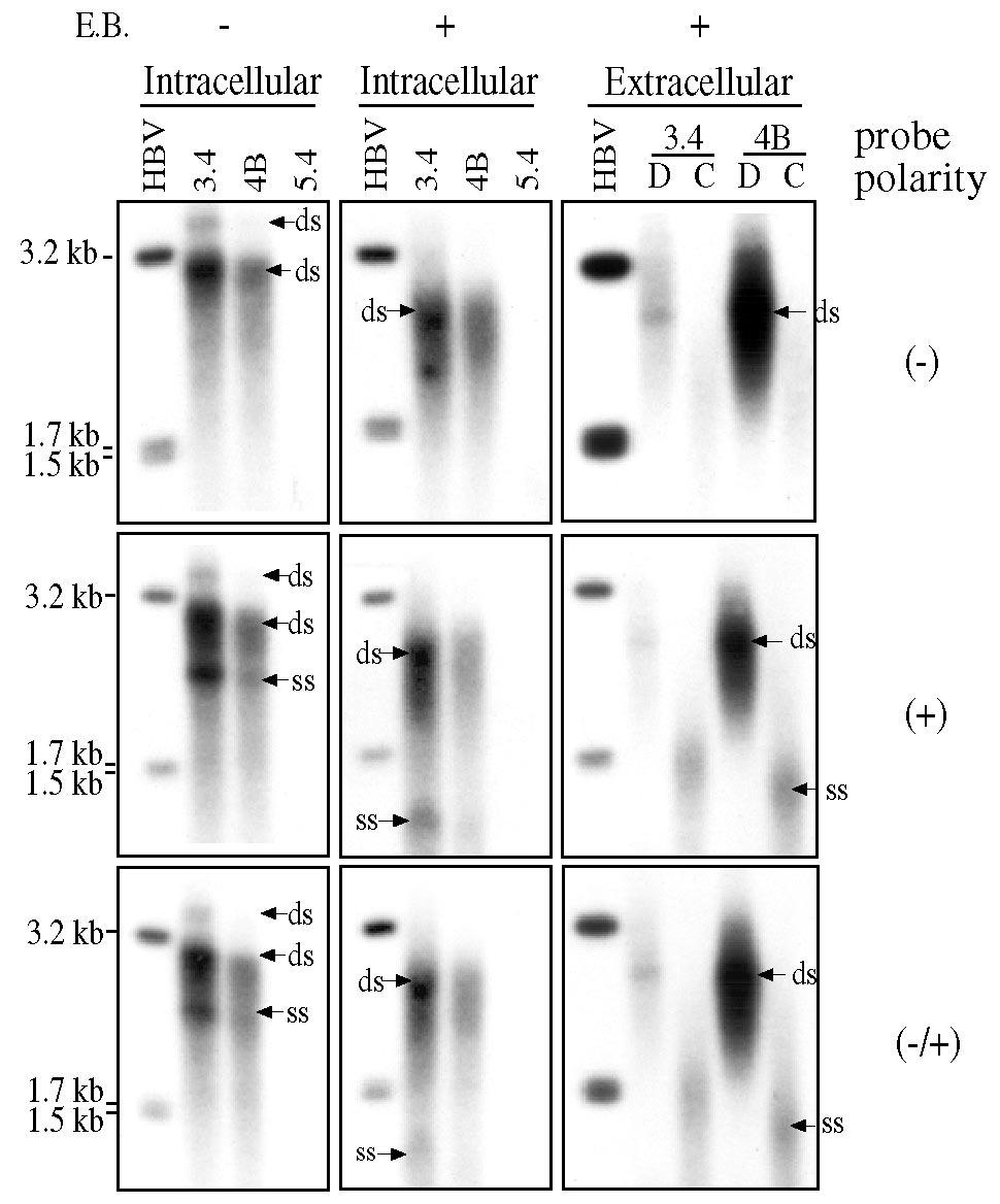 VOL. 77, 2003 UNUSUAL PHENOTYPES OF HBV CORE PROMOTER MUTANTS 6607 3.4. These two clones have mutated pre-s2 initiation codon and will not express the middle envelope protein.