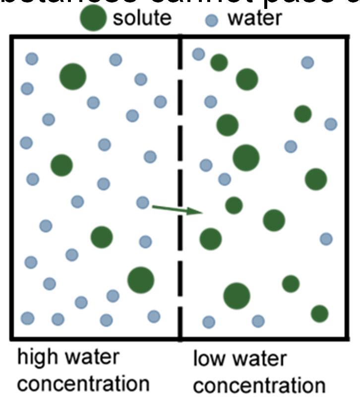 Osmosis! The diffusion of water through a selectively permeable membrane.