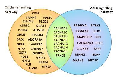 Integrated MAPK and calcium signaling Overlapping genes: MAPK and calcium signaling pathways