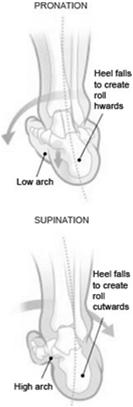 Tri-Plane Motion Pronation Dorsiflexion Sagittal Abduction Transverse Eversion Frontal Supination Plantarflexion Sagittal Adduction Transverse Inversion Frontal Components of