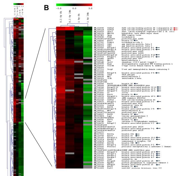 The tissutal transcriptional response to irradiation is different from