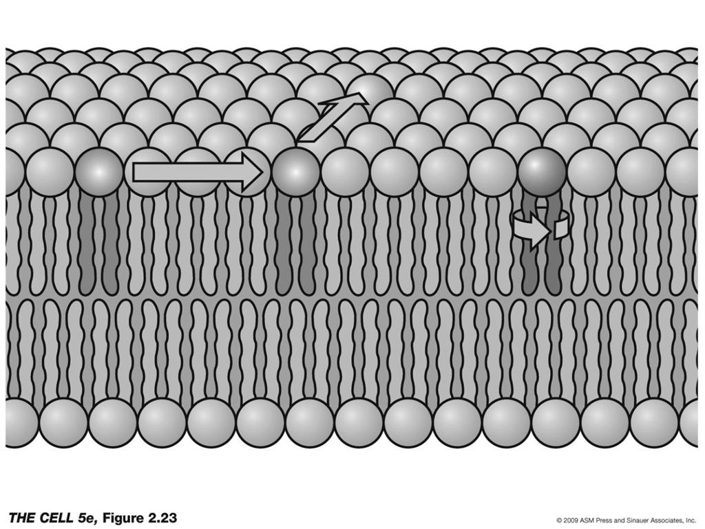 amounts of organelles, enzymes Fig. 10.1 typical animal cell Mobility of phospholipids (Figure 2.
