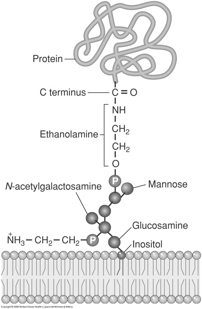 Lipids & carbohydrates GPI anchors some extracellular proteins: Glycophosphatidyl inositol has
