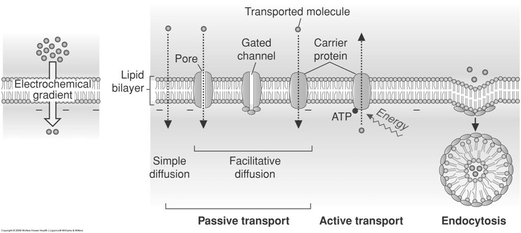 Proteins carry specific components Facilitative diffusion and transporter proteins Proteins