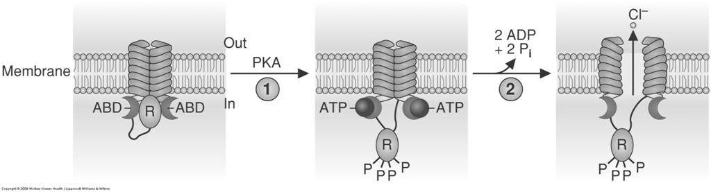 transmembrane conductance regulator) is a Cl- channel ATP binding domains regulated by