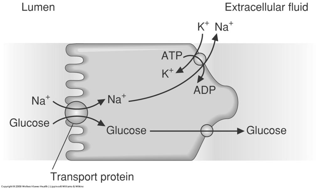 Active transport cotransporter/antiport Lysosomes recycle components Active