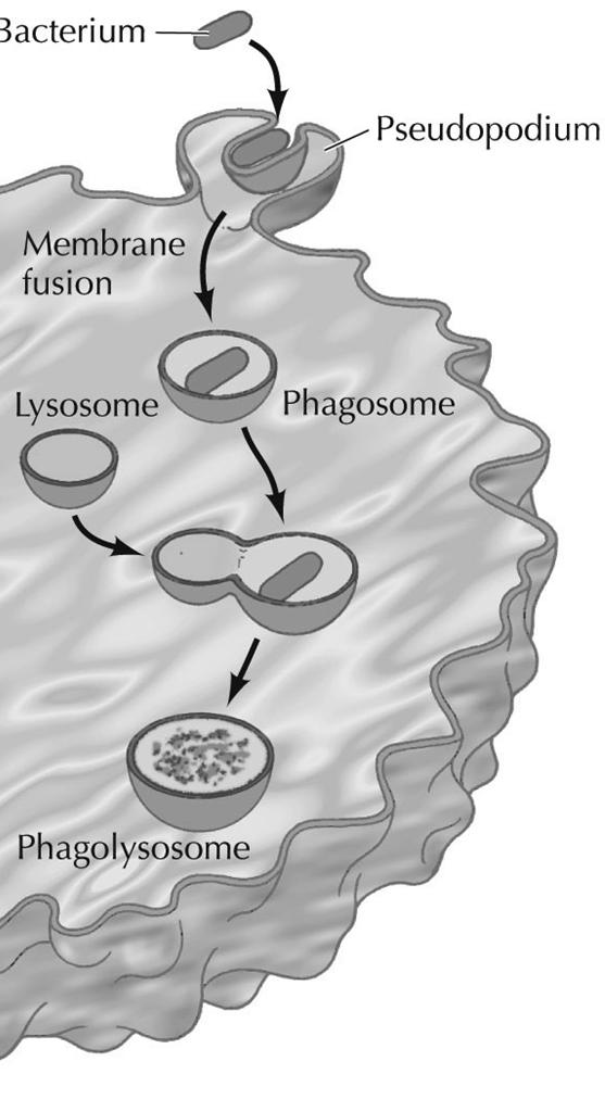 9, part Phagocytosis Endocytosis: cells take up macromolecules, fluids, and