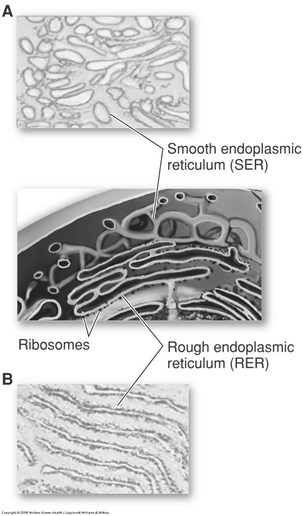 Endoplasmic reticulum Endoplasmic reticulum: RER (rough): ribosomes make proteins destined for