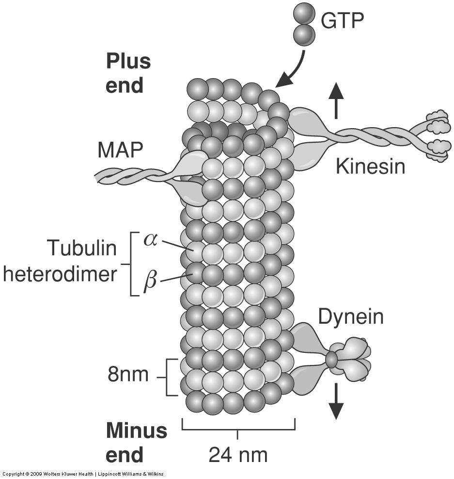 10.15 Cytoskeleton Cytoskeleton: Strength, shape, movement Microtubules α, β heterodimers