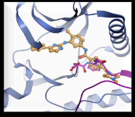 Imatinib revolutionized Gastrointestinal Stromal Tumor (GIST) treatment KIT Exons 9 11 PDGFR 12 Domains Extracellular Transmembrane Juxtamembrane Inactive conformation KIT Active conformation 13