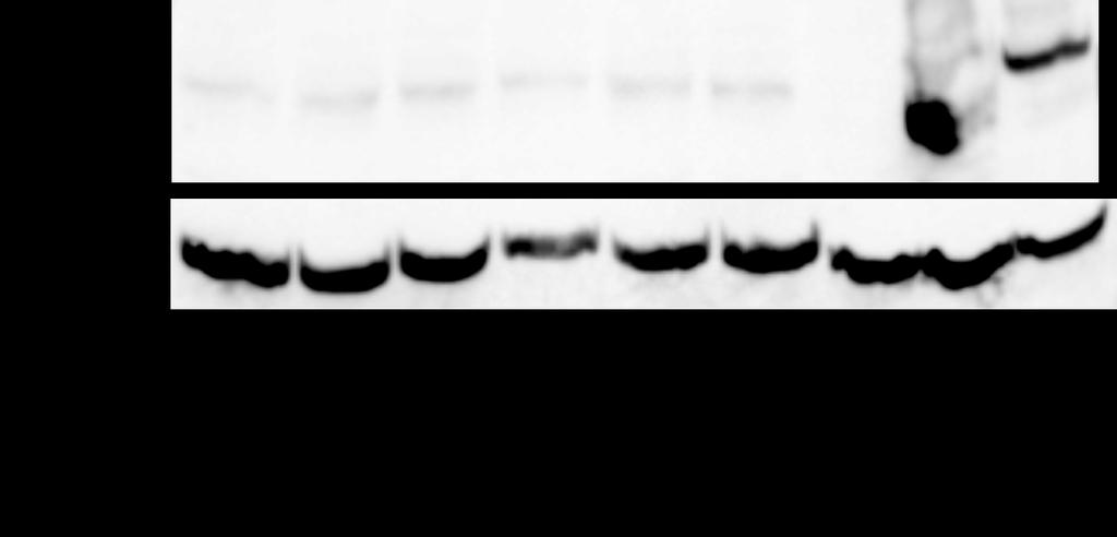 Figure 4: PPAR- expression in resting peritoneal macrophages 5 hours after plating.