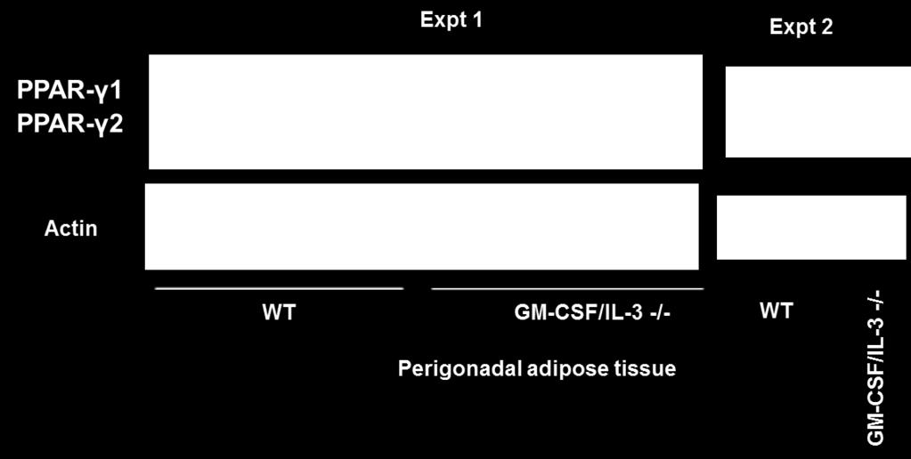 Figure 6: PPAR- expression in perigonadal