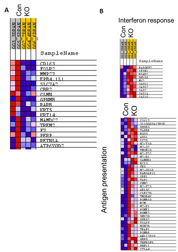 Figure 21: GSEA shows difference in KO dln consistent with loss of PPAR- in myeloid cells. dln were collected 5 days after GVAX and analyzed by RNA-Seq.