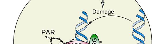result in double strand breaks (DSB) in replicating DNA BRCA genes