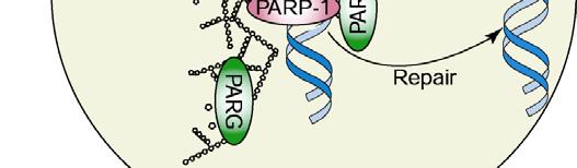 DNA breaks by the HRR pathway.