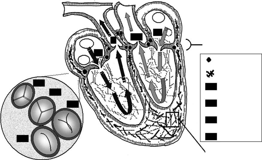 ARTIFICIAL HEART VALVES 1. INTRODUCTION DAN T.
