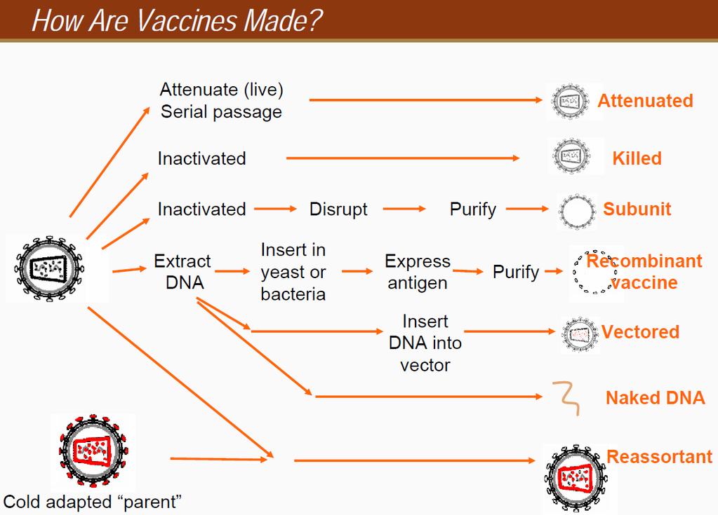 Active Immunization: Types