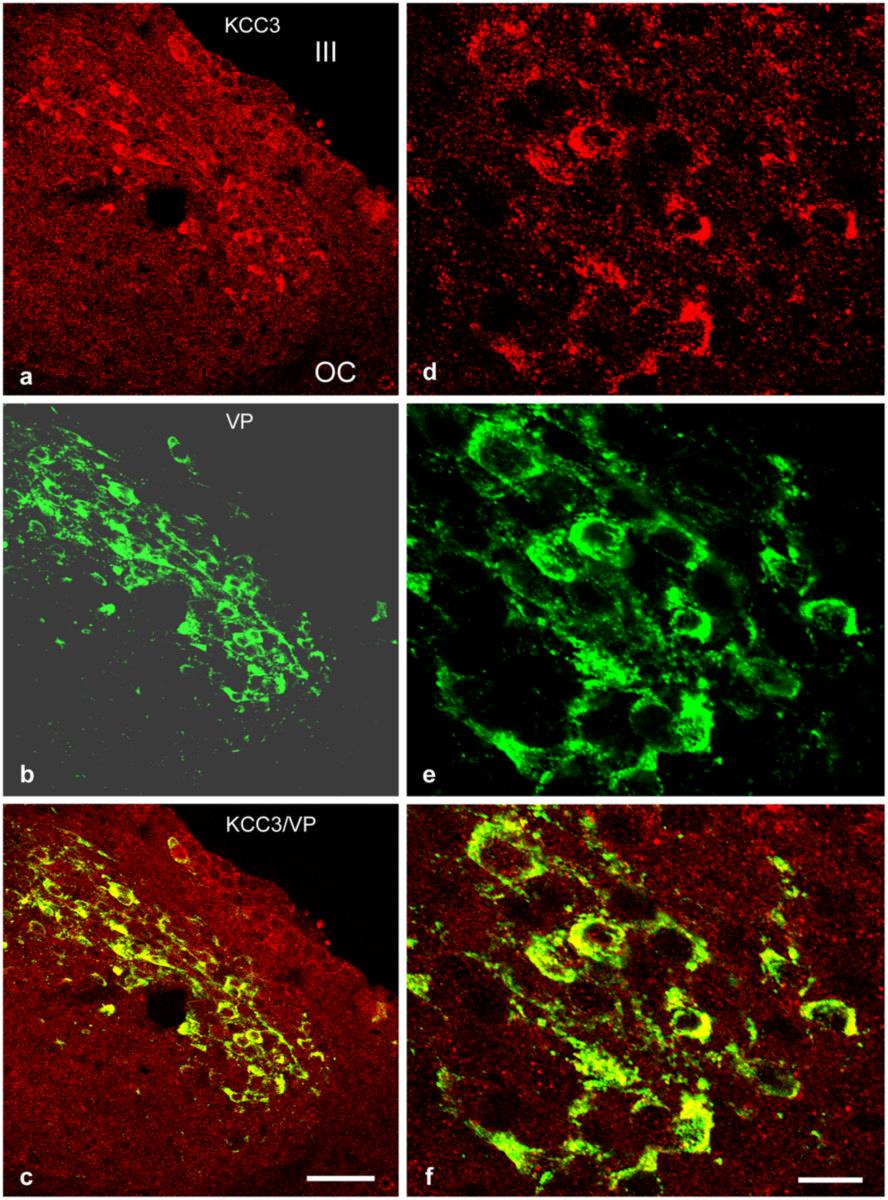 Belenky et al. Page 21 Fig. 3. Confocal images of the SCN double stained for KCC3 (red; a, d) and vasopressin (VP, green; b, e).