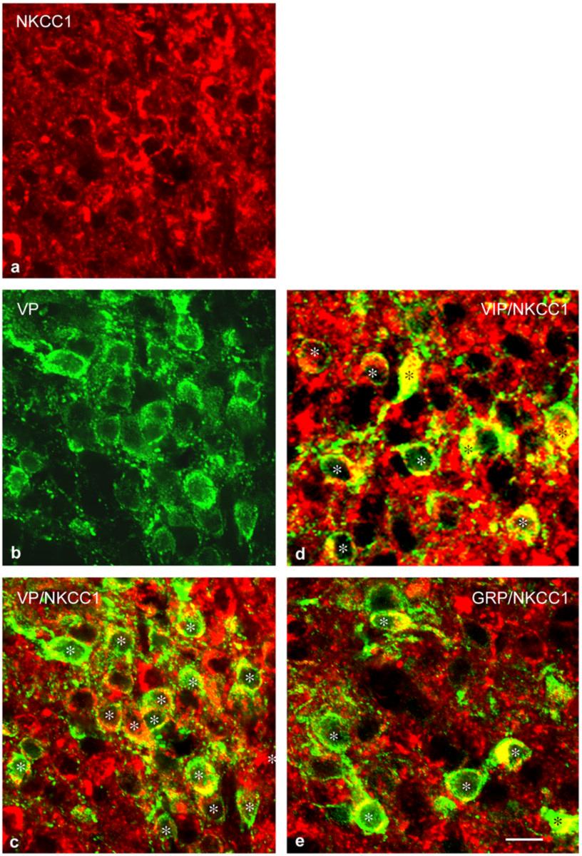 Belenky et al. Page 23 Fig. 5. Confocal images taken from a mid rostrocaudal region of the SCN of a rat injected with colchicine and immunostained with anti-nkcc1 antibody raised in chicken.