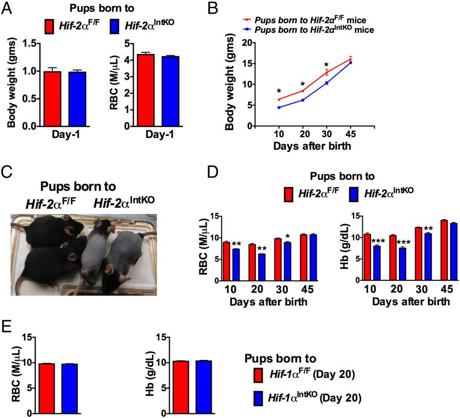 Results Disruption of Maternal Intestinal HIF-2α Results in Neonatal Anemia.