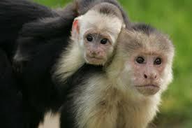 New World Monkeys (The Plattyrhines): These monkeys live in the neotropical forests of Central and South America.