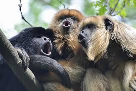 monkeys, titi monkeys, spider monkeys, woolly monkeys, and many others. Capuchin monkeys Golden Tamarin Howler monkeys Characteristics of New World Monkeys: 1.