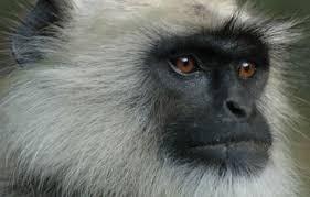 Old World monkeys themselves are divided into two sub-families: the more generalist cheek-pouched monkeys, or Cercopithecines, and the specialist leafeating