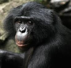 Apes have a larger brain to body size ratio compared with other animals. 7. Apes only live in Africa and Asia (whereas some monkeys are found in the Americas).