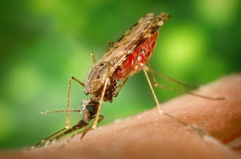 The adult female Anopheles mosquitoes require protein from a blood source for egg maturation. Anopheles mosquitoes generally feed between sunset and dawn.