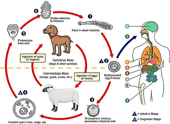 Figure 49. Life cycle of Echinococcus granulosus (http://www.cdc.gov/parasites/images/echinococcosis/echinococcus_lifecycle.gif) Definitive (final) hosts are dog, wolf, fox and jackal.