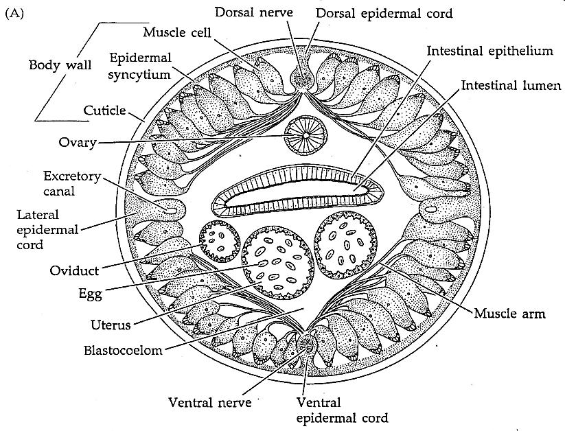 Figure 56. The structure of Nematoda (https://commons.wikivet.
