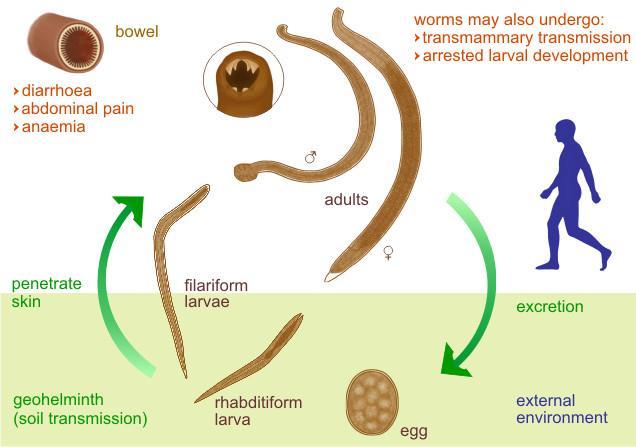 Figure 66. Life cycle of Ancylostoma duodenale (http://parasite.org.
